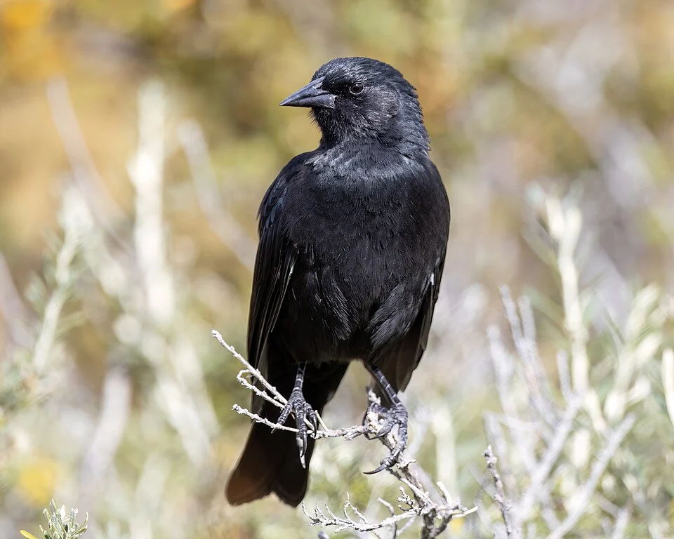 An austral blackbird seen in the Torres del Paine of Patagonian Chile.