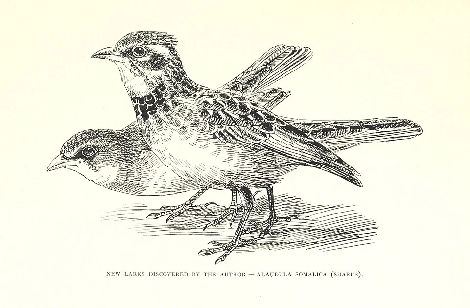 An illustration of the en:Somali short-toed lark, Calandrella somalica, also called Alaudula somalica. From page 149 of the book "Through Unknown African Countries. The first expedition from Somaliland to Lake Lamu ... Illustrated. [With maps.]"