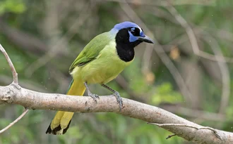 Green Jay in Mission, Texas.