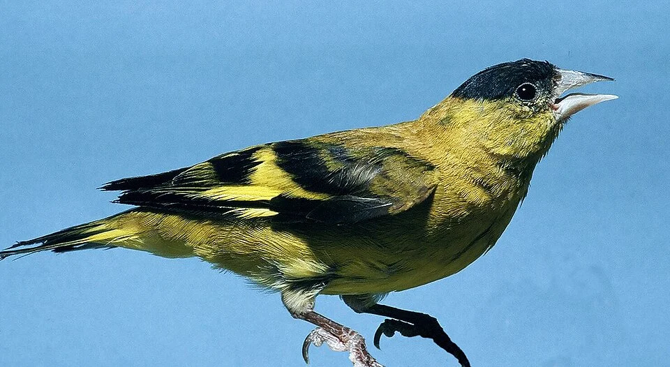 Male Andean siskin or Naverito, Turpialin andino from Venezuela
