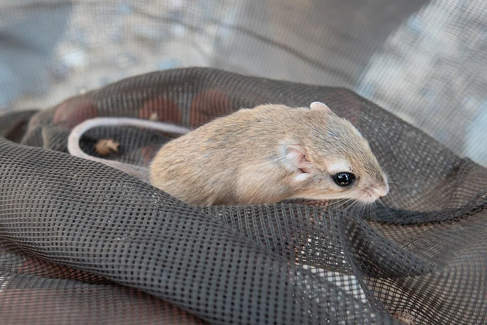 Gerbillus amoenus, Errachidia Province, Morocco, 2025-11-03 (iNaturalist).