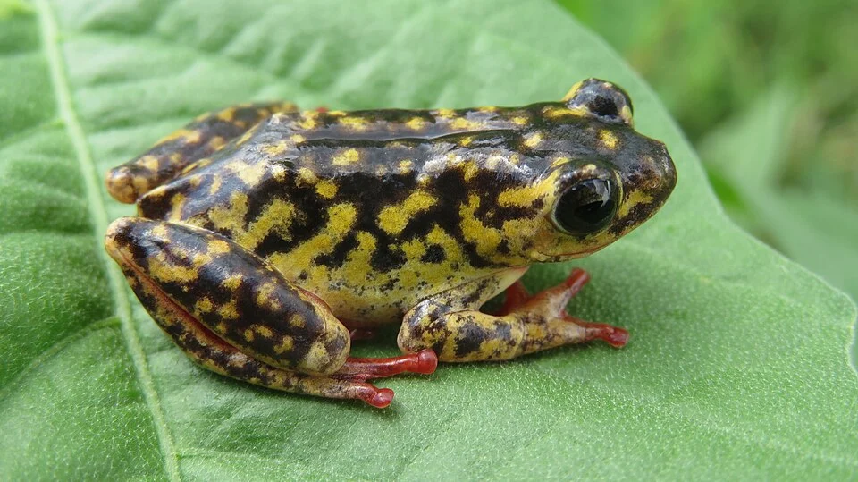 Gong Rock Frog (Hyperolius glandicolor). Species of amphibian.