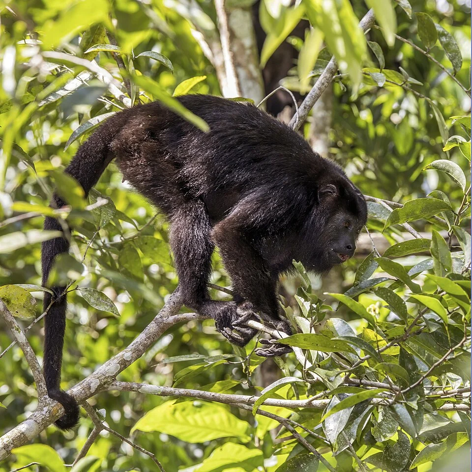 Yucatán black howler (Alouatta pigra) feeding, Cayo district, Belize