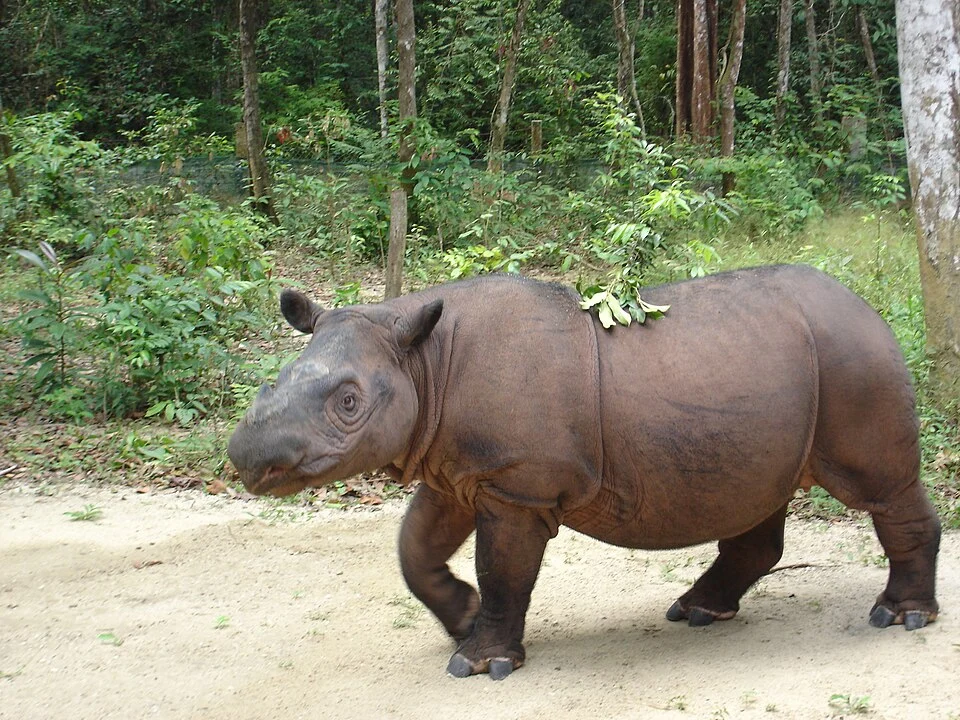 Sumatran Rhinoceros  (Dicerorhinus sumatrensis sumatrensis) named Ratu at Sumatran Rhino Sanctuary, Way Kambas, Lampung Province, Sumatra Island, Indonesia