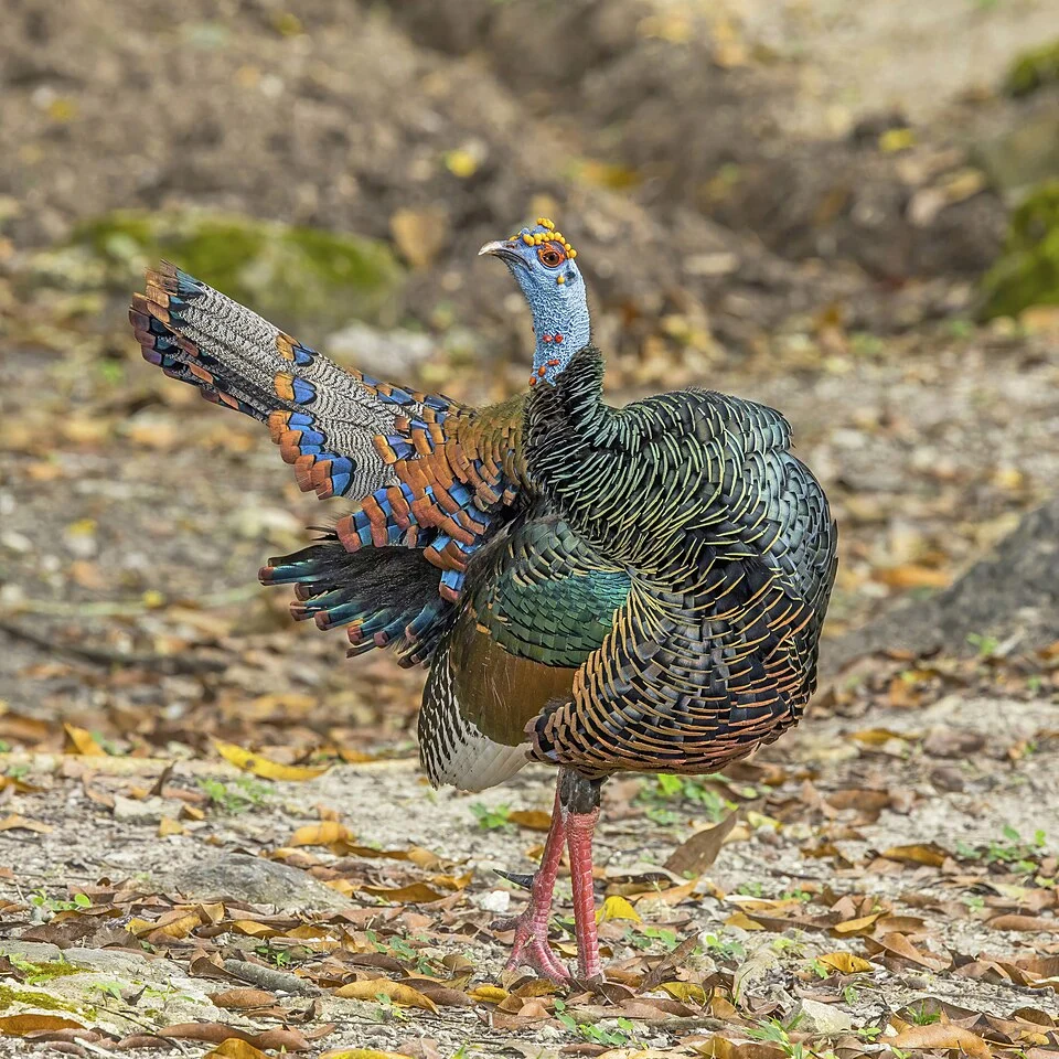 Ocellated turkey (Meleagris ocellata) male, Tikal, Peten, Guatemala