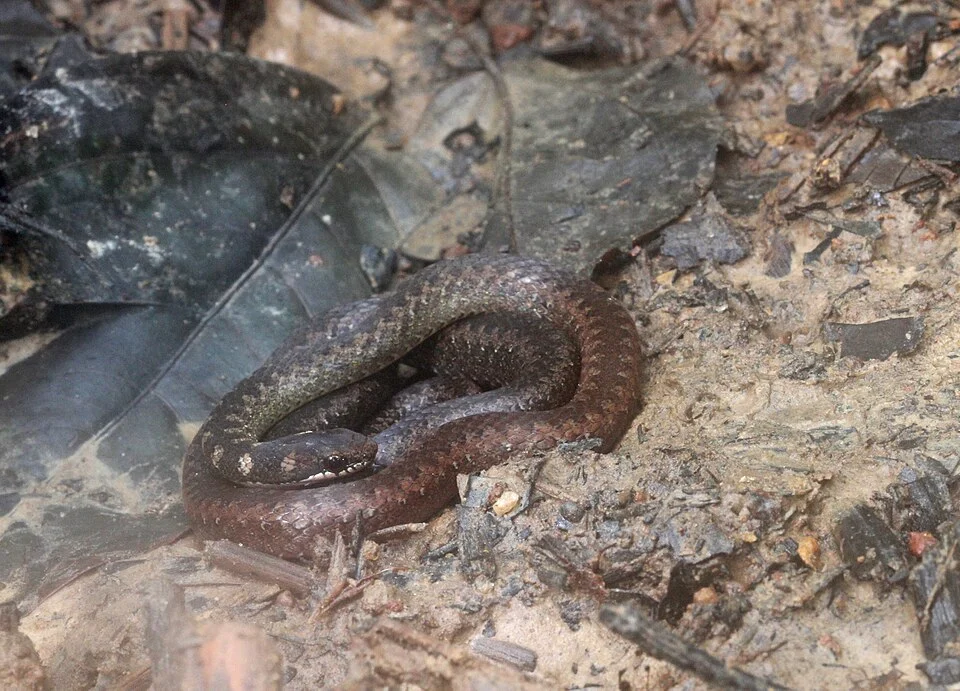 Taeniophallus nicagus