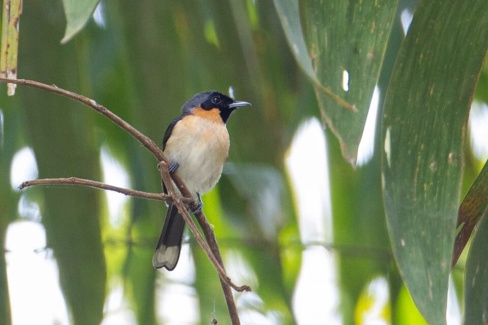 Symposiachrus bimaculatus, Halmahera Timur, Nord-Molukken, Indonesien, 2015-09-15 (iNaturalist).