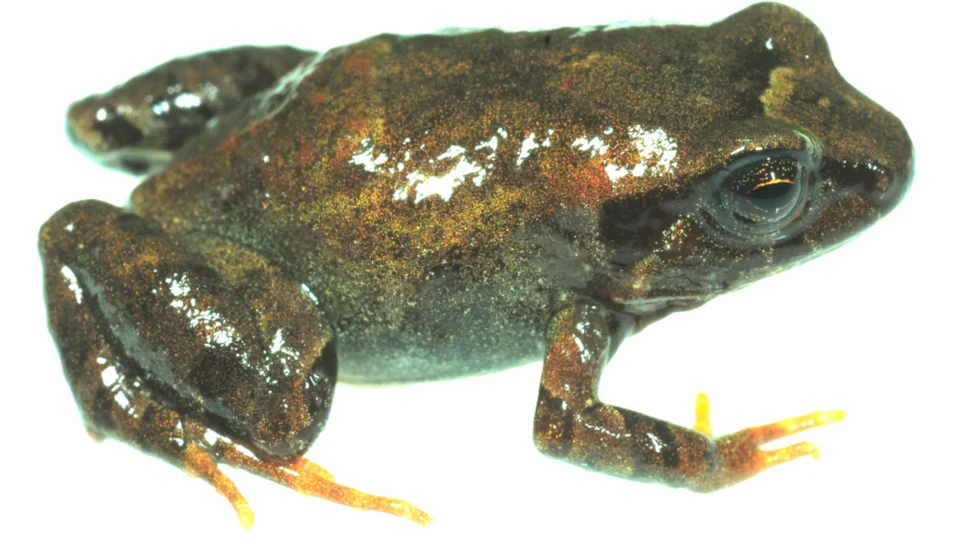 Psychrophrynella chirihampatu holotype