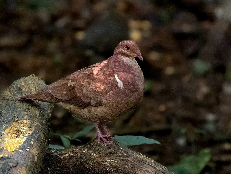 Ruddy Quail-Dove, Tremembé, São Paulo, Brazil