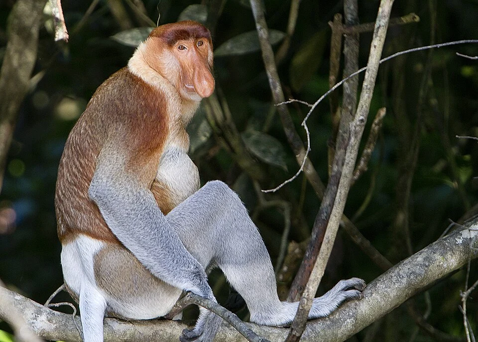 Proboscis Monkey in Borneo
