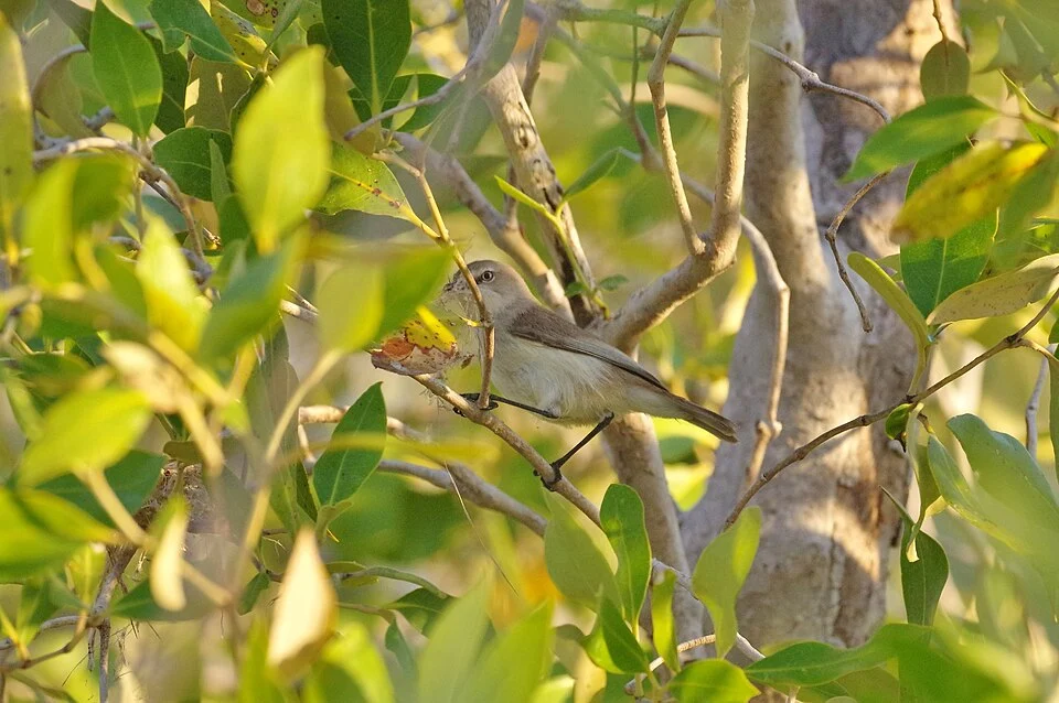 Dusky Gerygone (Gerygone tenebrosa) in Australia