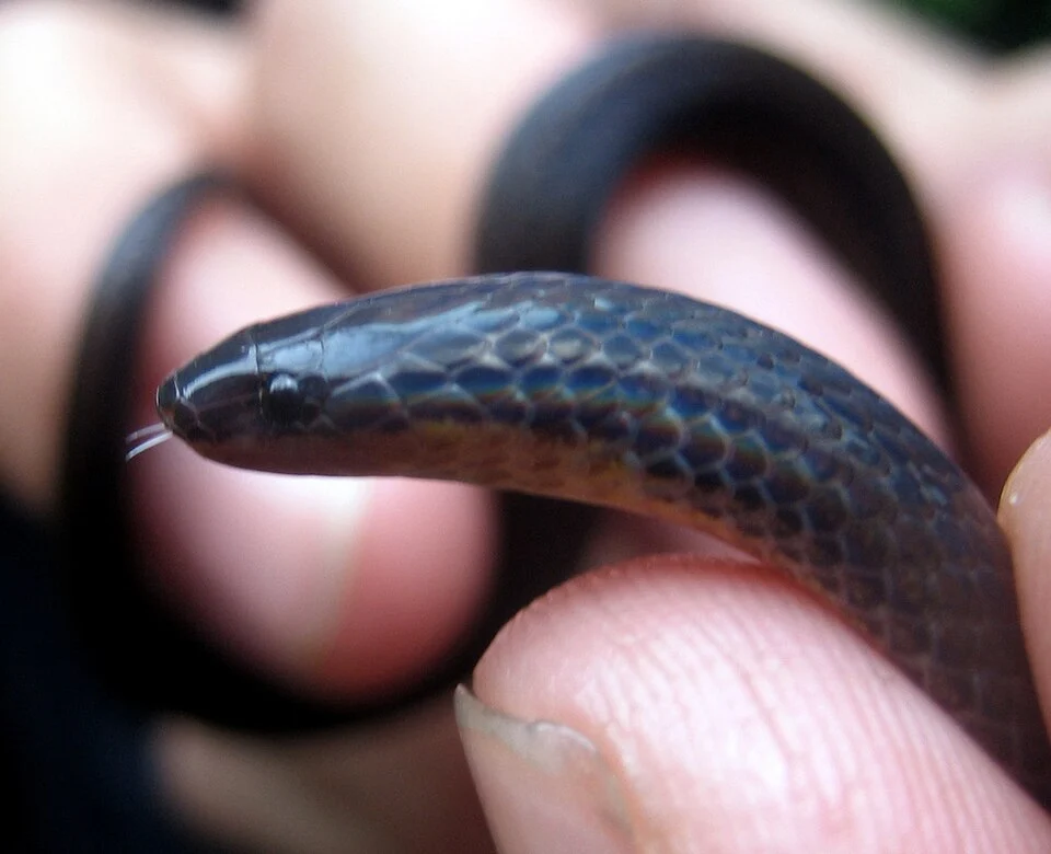Jan's Earth Snake, Adelphicos quadrivirgatus quadrivirgatus (a subspecies of the Middle American Burrowing Snake). 1 Oct 2006. Estación Biológica Los Tuxtlas, Sierra de los Tuxtlas, VER.