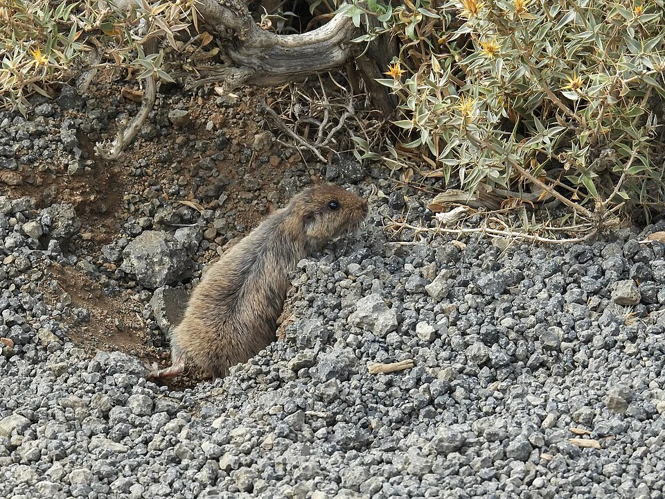 Photo of Maule Tuco-tuco (Ctenomys) uploaded from iNaturalist.