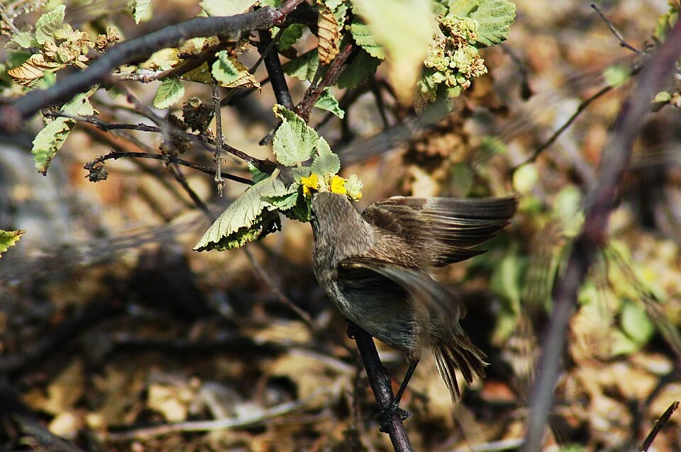 Vampire finch