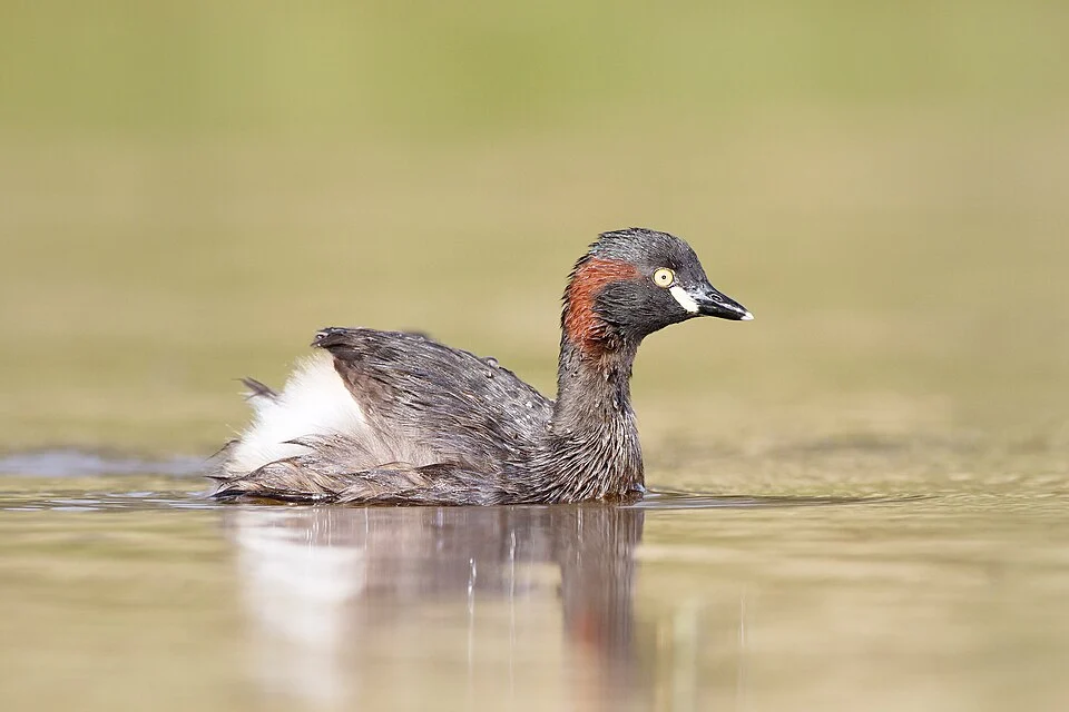 Australasian Grebe (Tachybaptus novaehollandiae), Mulligan Flat Nature Reserve, Australian Capital Territory, Australia