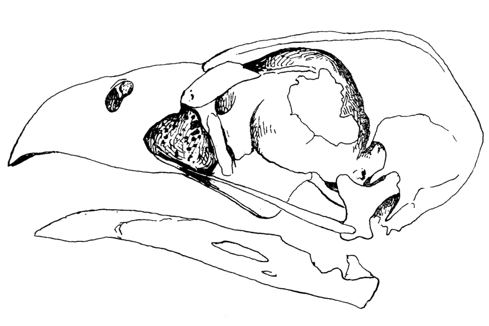 Left lateral view of skull and mandible of Caracara lutosa