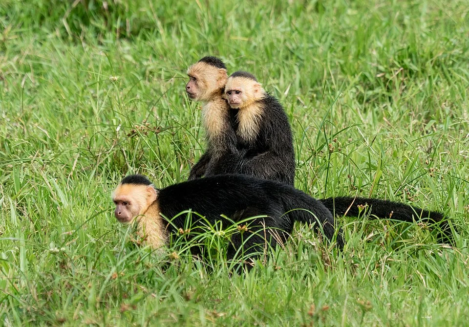 Panamanian white-faced capuchin female, male, and baby