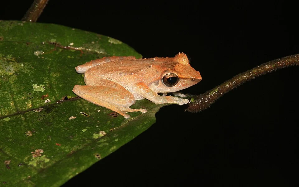 Pseudophilautus folicola, known as the leaf-dwelling shrub frog, is a species of frog in the family Rhacophoridae that is endemic to Sri Lanka