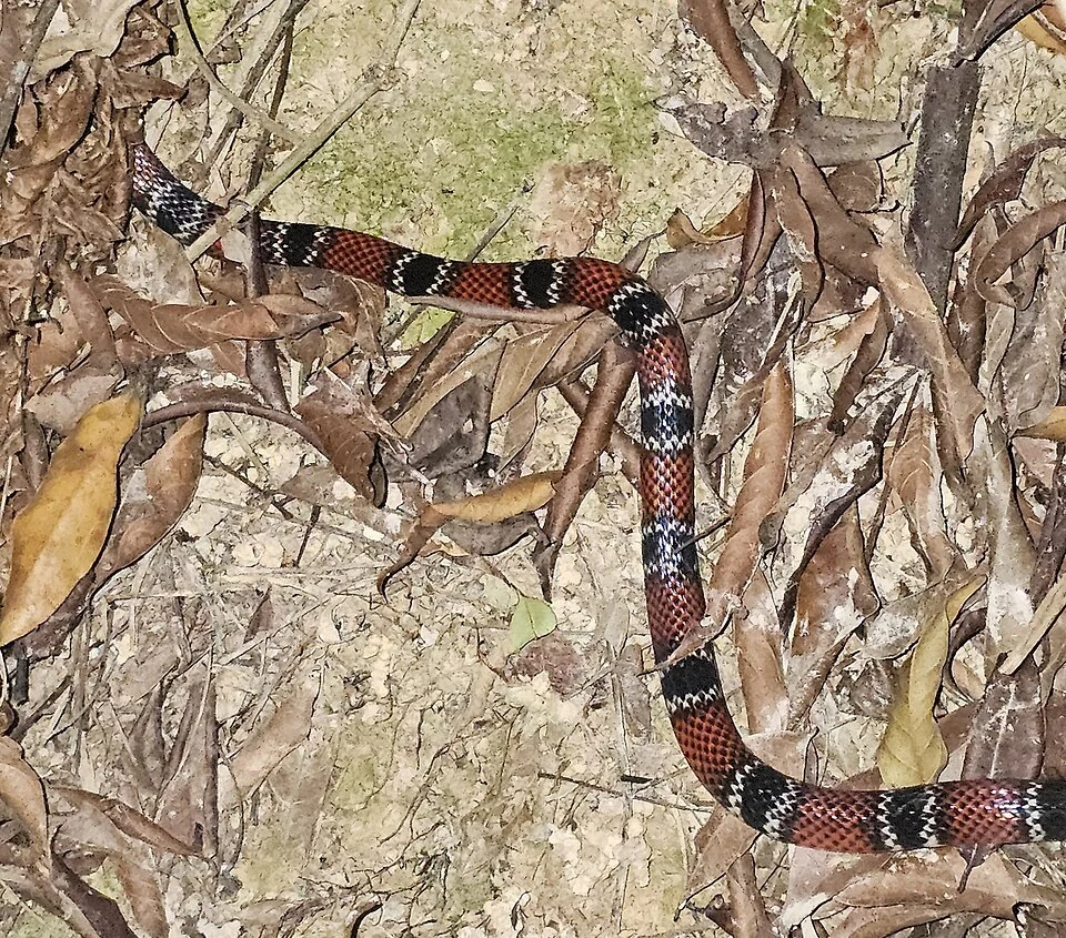 Photo of Santander Coralsnake (Micrurus sangilensis) uploaded from iNaturalist.