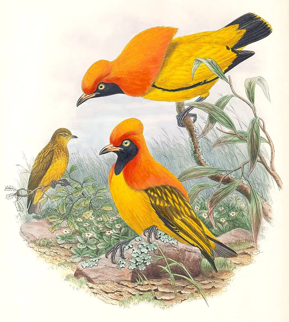 Masked Bowerbird (Sericulus aureus)