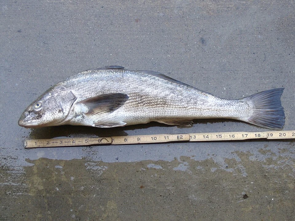 Picture I took of a 20" corbina I caught on 2006-06-11 at Blacks Beach in San Diego. I was using sand crabs on a carolina rig.