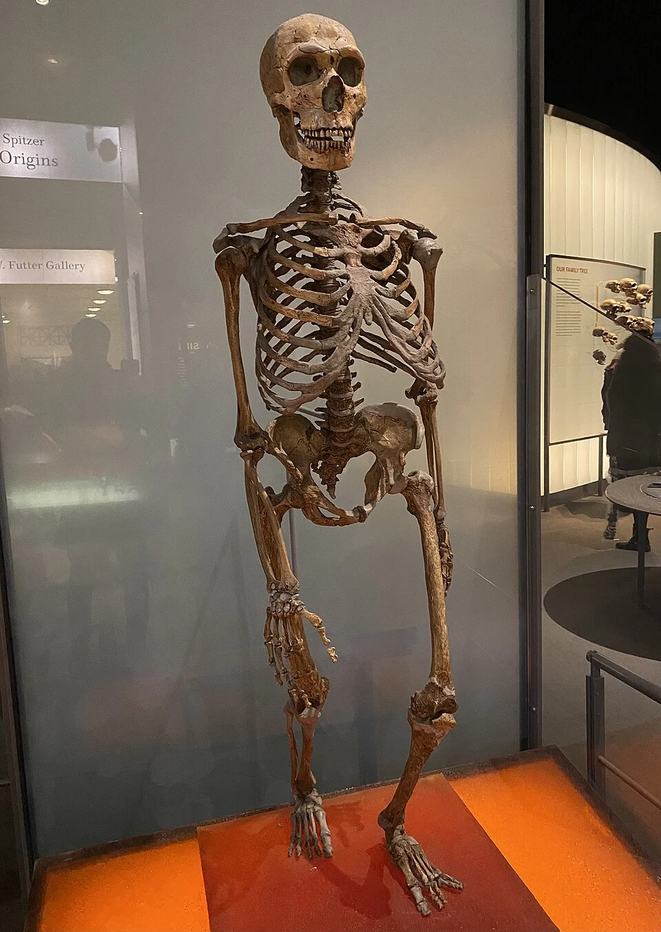 Neanderthals