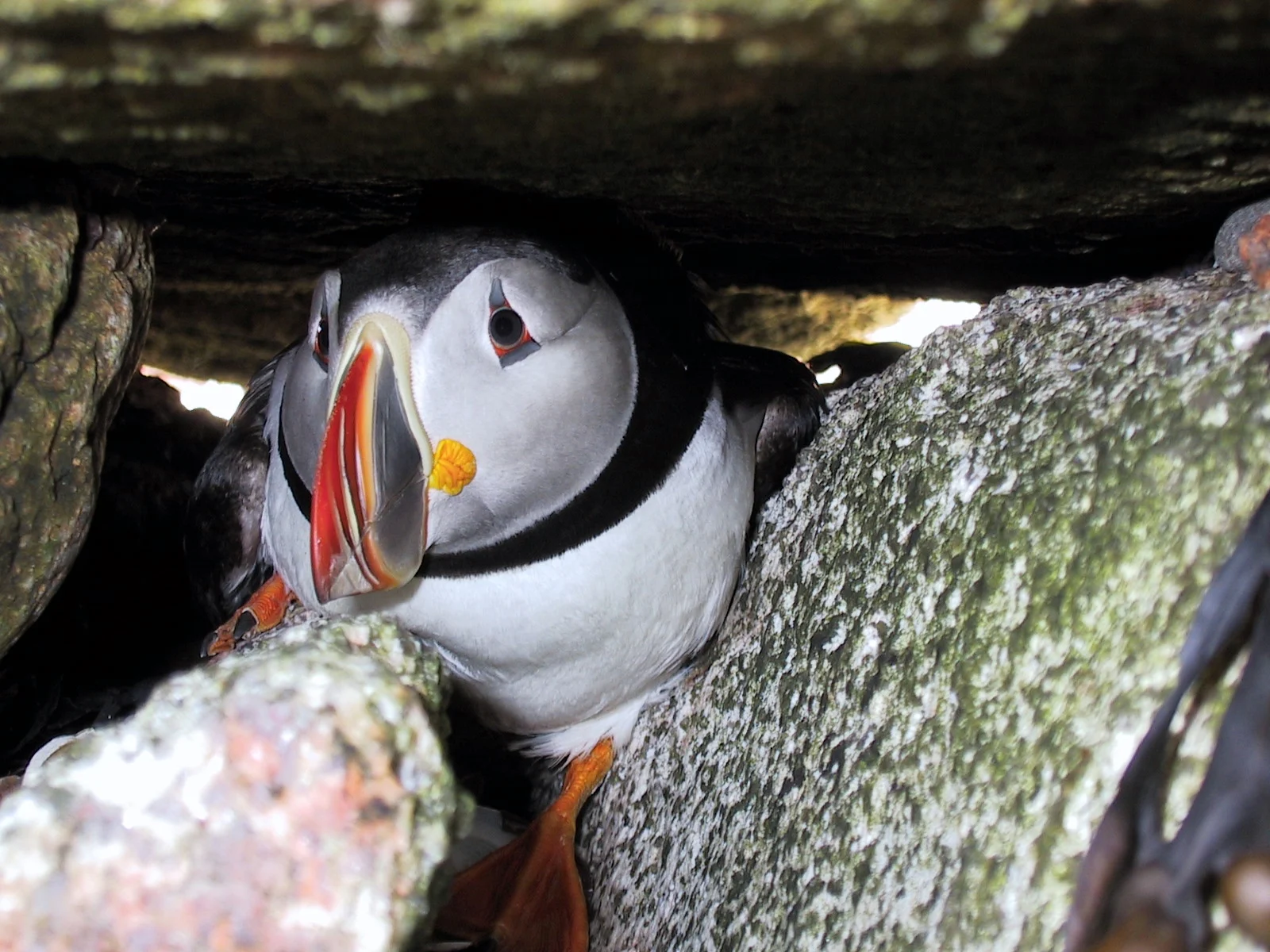 An Atlantic puffin with a broad orange-and-grey bill, white cheeks and orange feet sits among rocks beneath a low overhang.