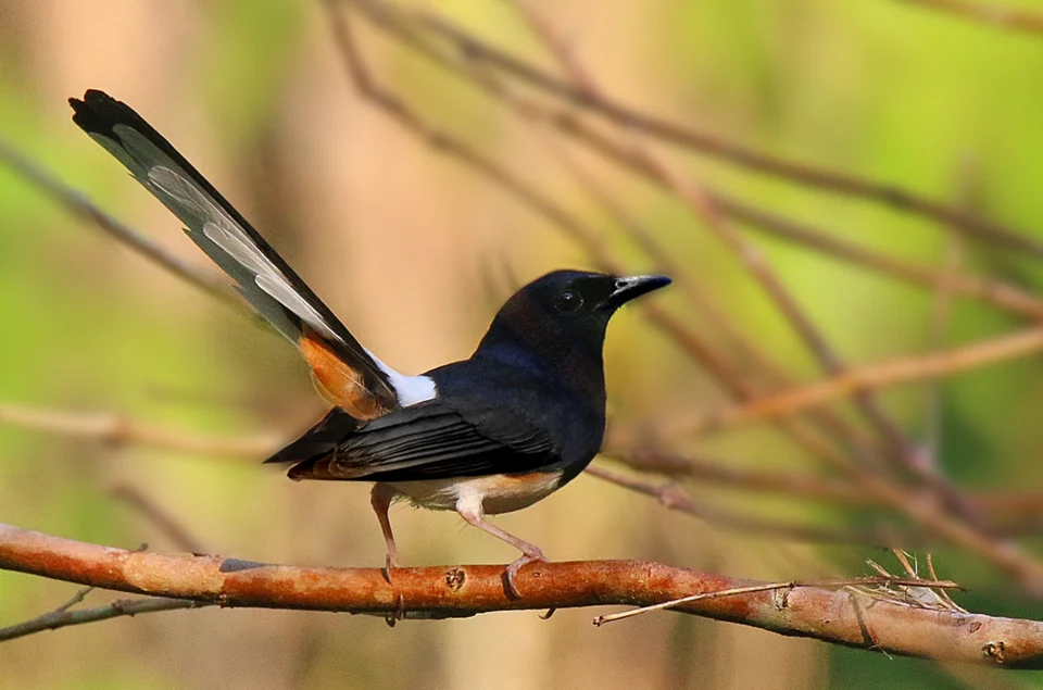 Andaman Shama Copsychus albiventris in Chidia Tapu, Andamans, India