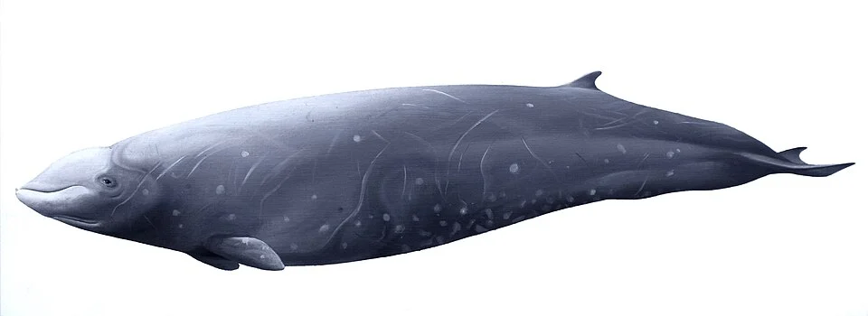 Ziphius cavirostris (Cuvier's beaked whale, goose-beaked whale), oil on paper
