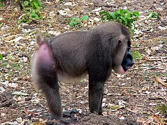 Limbe Wildlife Center, CAMEROON