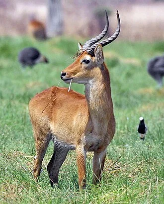 Puku Male, S. Luangwa, Zambia,