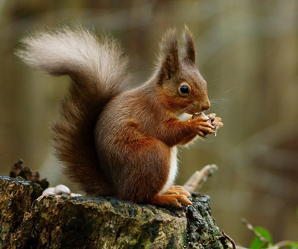 A red squirrel in the forest (Sciurus vulgaris).