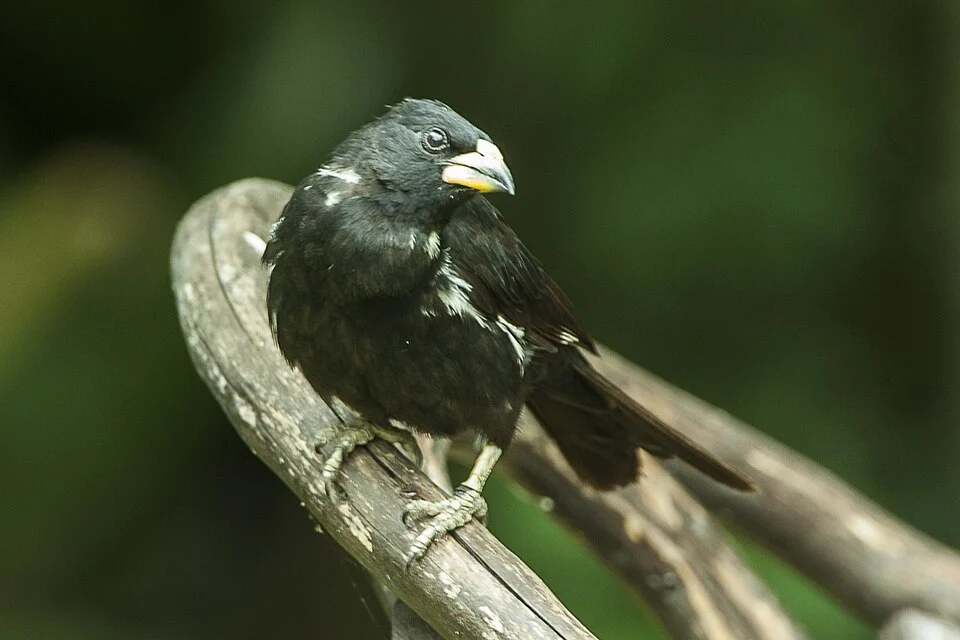 White-billed Buffalo-Weaver - Baringo - Kenya_NH8O0246