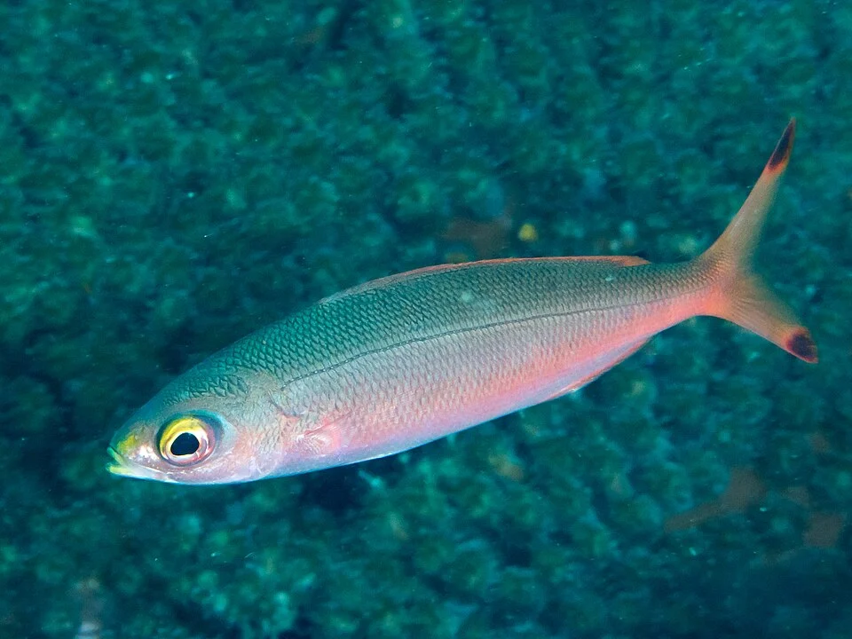 Lembeh, Indonesia - Banana fusilier (Pterocaesio pisang)