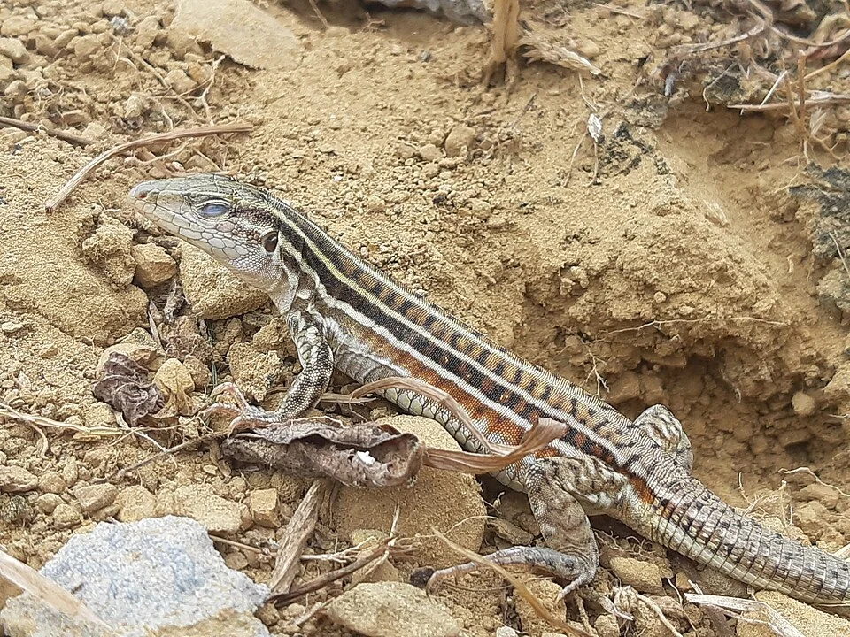 Bocourt's Ameiva (Medopheos edracanthus). Species of reptile.