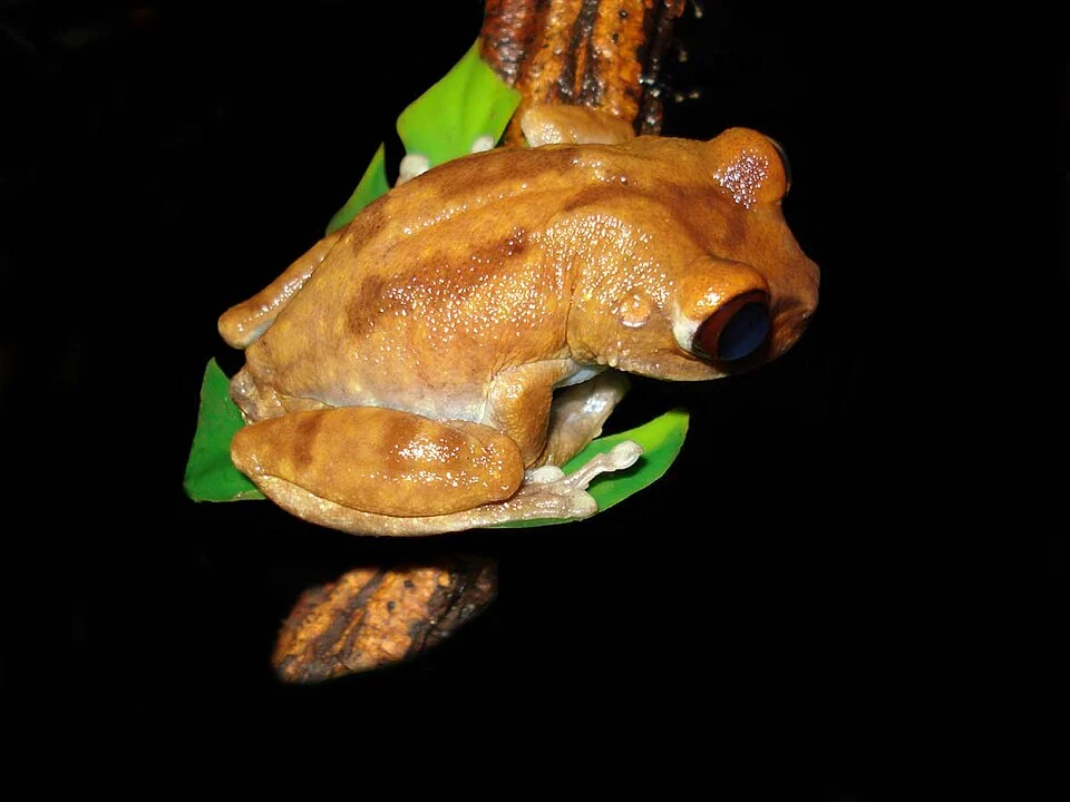 Female Leptopelis uluguruensis