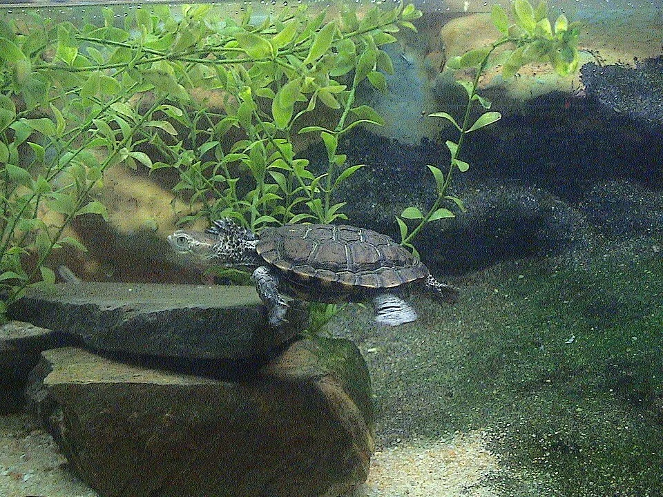 Western swamp tortoise, Adelaide Zoo
