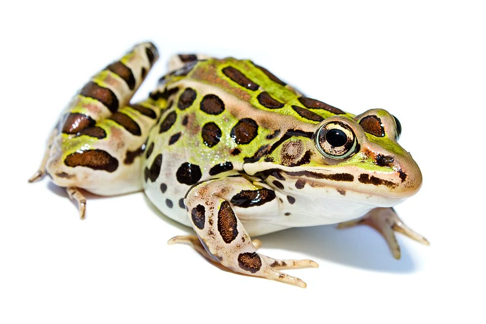 Northern Leopard Frog (Lithobates pipiens). Photo taken near Ottawa