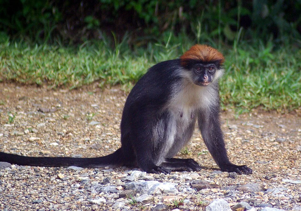 Udzungwa Red Colobus monkey, photographed in Udzungwe NP