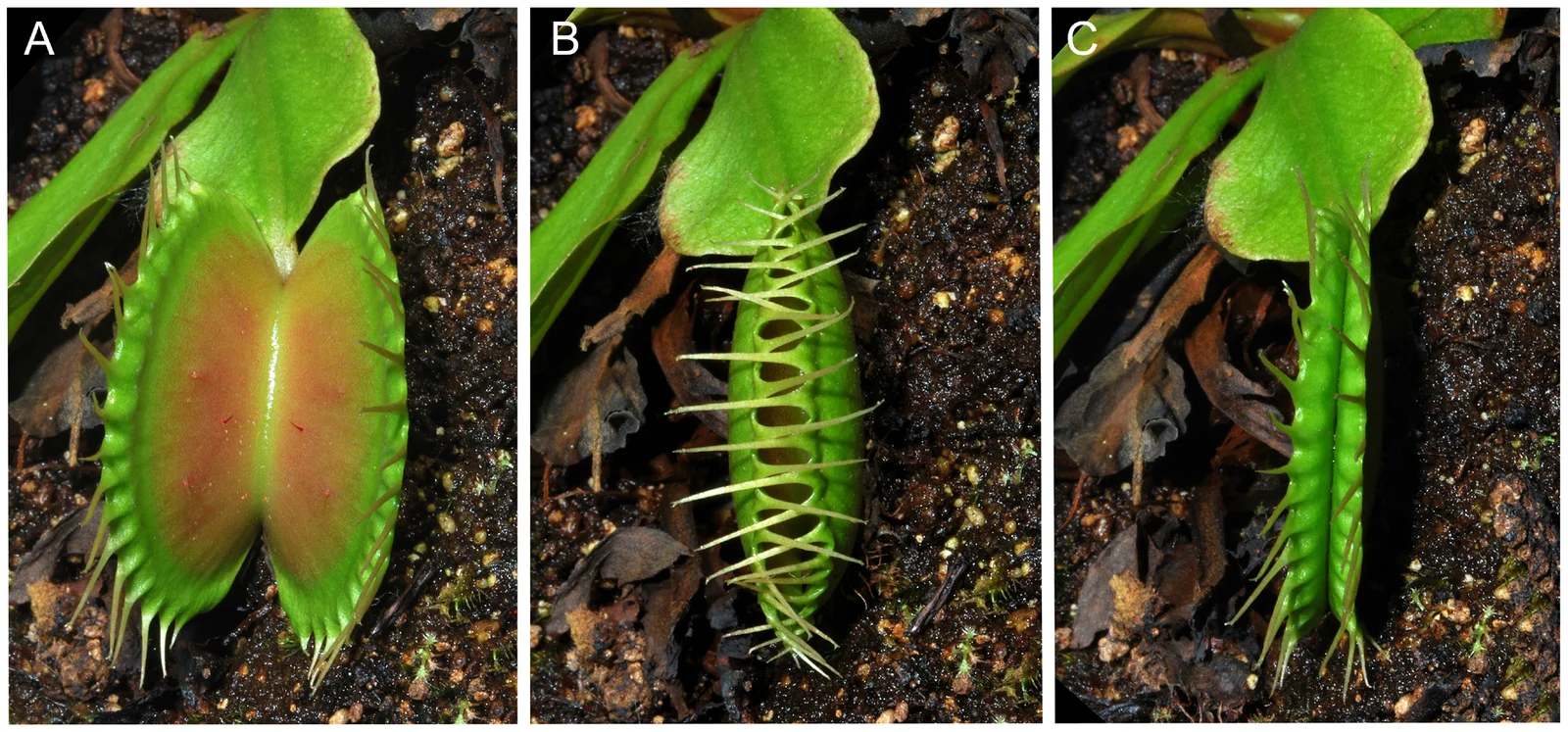 Three photographs of the same green Venus flytrap leaf: open reddish inner lobes, recently closed teeth, and a tightly narrowed trap, labelled A–C.