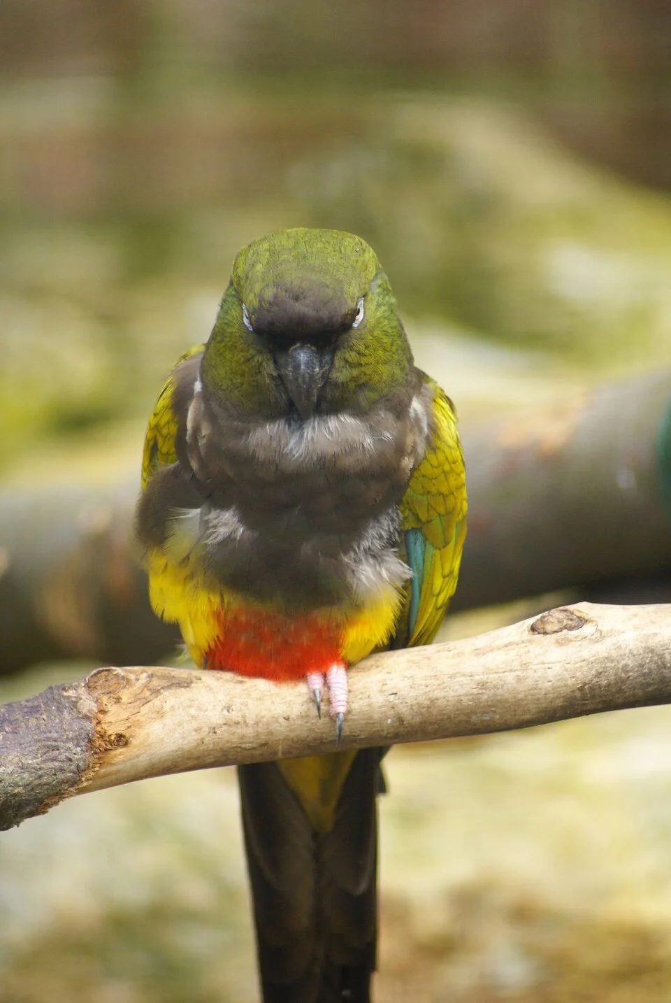 Burrowing Parakeet, also known as the Patagonian Conure, at Leeds Castle, Kent, England.