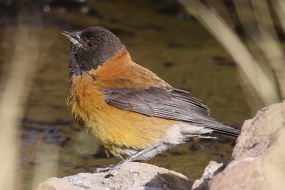 Phrygilus atriceps, Black-hooded Sierra-finch, Argentina