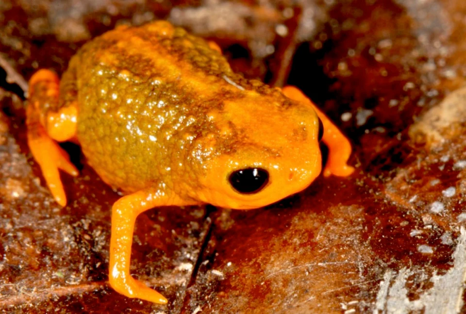 Brachycephalus boticario in life.