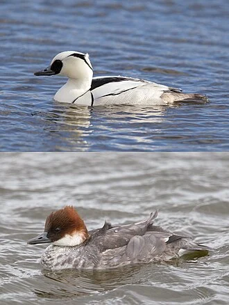 Male and female Smew