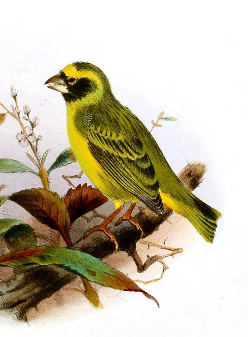 Black-faced Canary (Serinus capistratus = Crithagra capistrata) – cropped image from plate XXIV from G. E. Shelley's publication The birds of Africa (vol. 3, 1902); illustration by Henrik Grönvold.