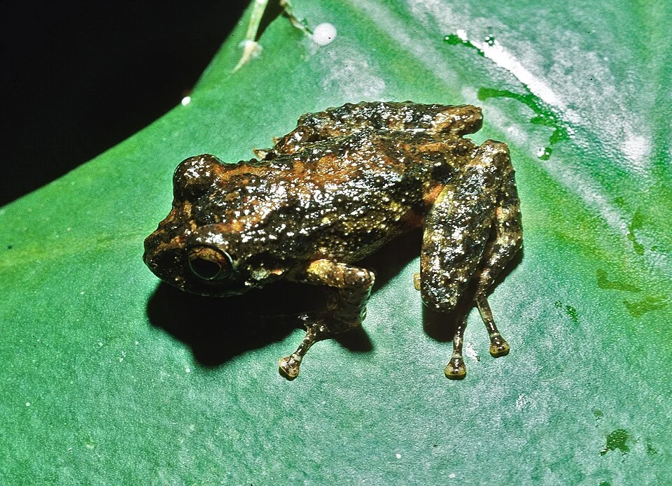 Pristimantis ardalonychus