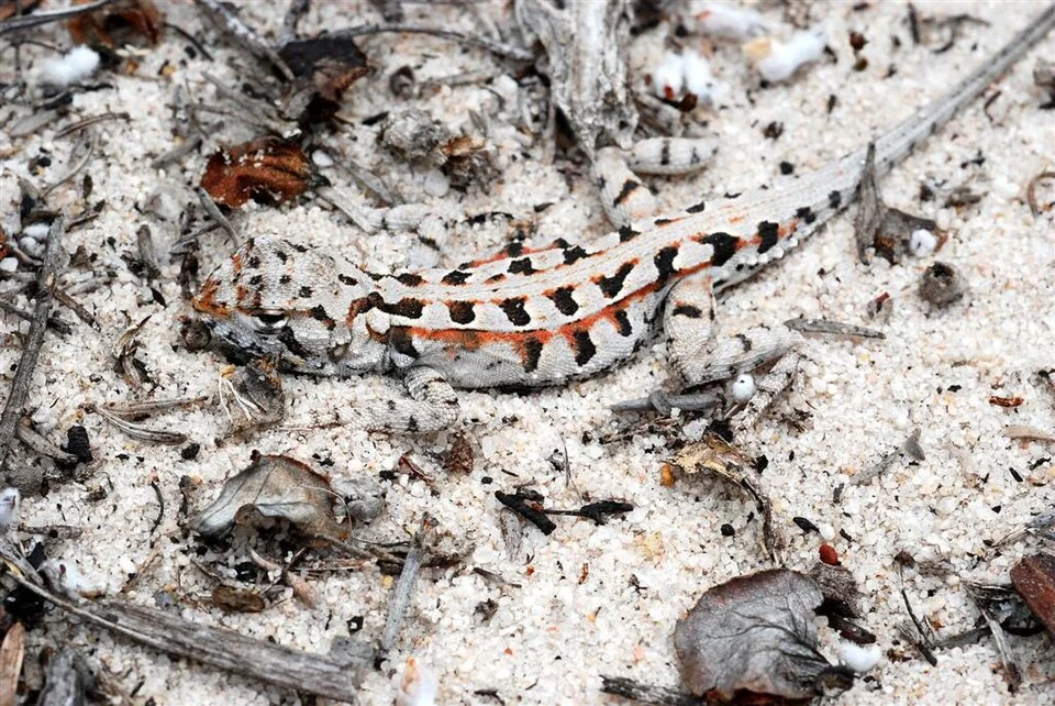 Ctenophorus adelaidensis 
These little lizards were basking in the sun. 
This one had its head half under a stick which I was able to move out of the way. It was pretty hard to see.

About 10 cm (4-5") long