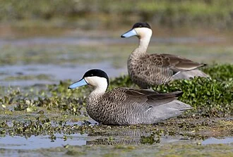 Puna Teal (Spatula puna) in Peru