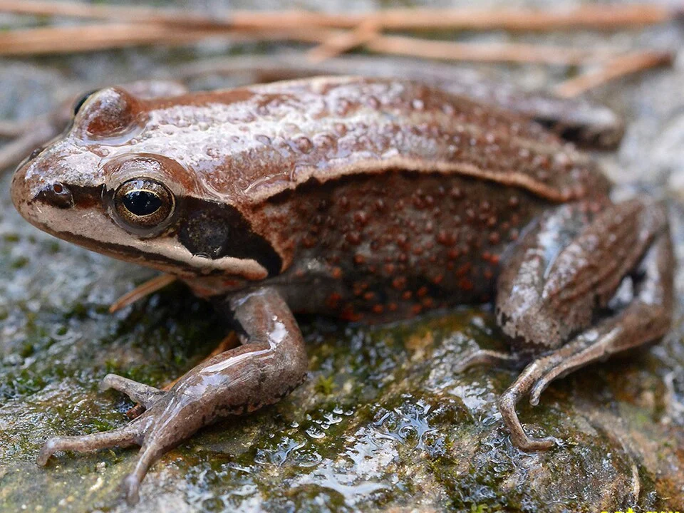 Rana amurensis