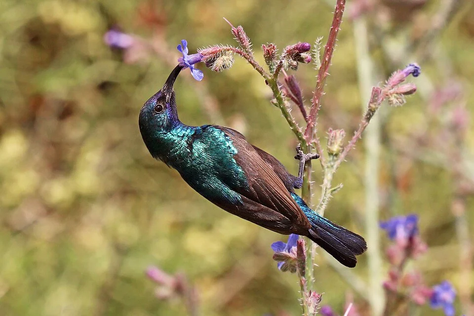 Palestine sunbird (Cinnyris osea osea) male, Dana Biosphere Reserve, Jordan